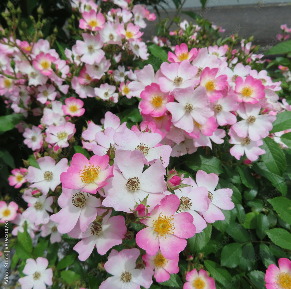 Obraz premium 春にノイバラがピンク色の花を咲かせています