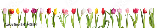 Beautiful colorful tulips isolated on white, set