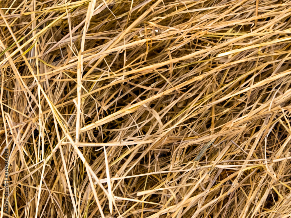dry hay bales in the field dry hay bales in the field