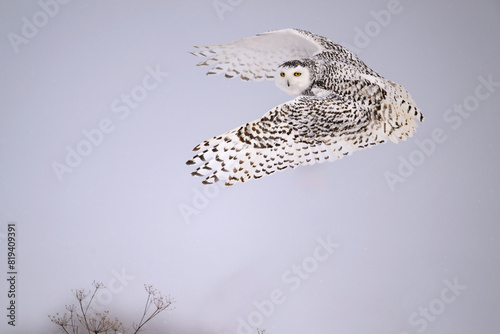 Female Snowy Owl in flight on snowy day in Winter