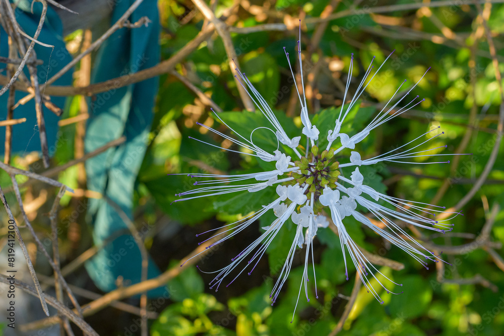 The purplish white cat's whisker flower (Orthosiphon aristatus) is an alternative ingredient for traditional herbal medicine The purplish white cat's whisker flower (Orthosiphon aristatus) is an alternative ingredient for traditional herbal medicine