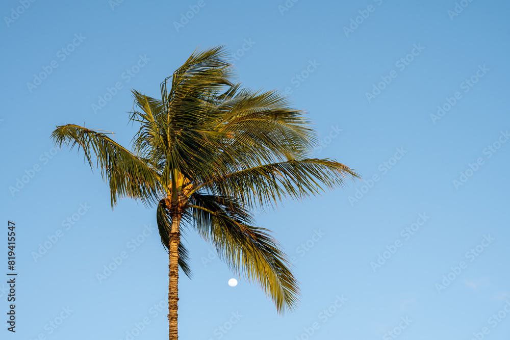 Romantic sky in paradise, moon and palm trees in reflected warm light of setting sun against a clear blue sky
Romantic sky in paradise, moon and palm trees in reflected warm light of setting sun against a clear blue sky