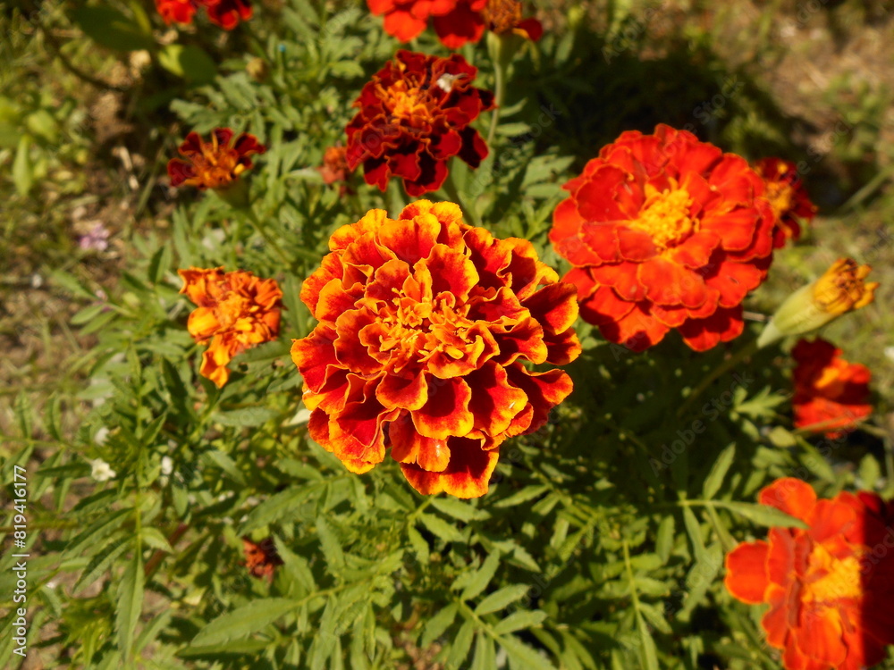 Marigold flowers. Marigold flowers.