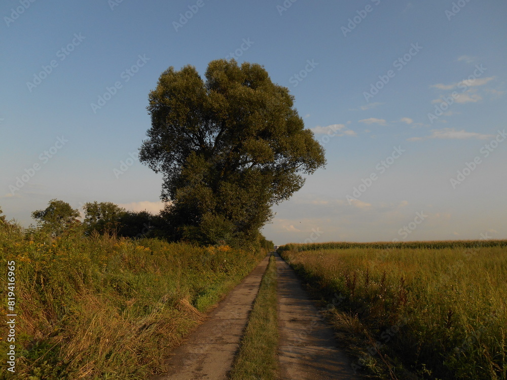 Willow tree by the dirt road. Willow tree by the dirt road.