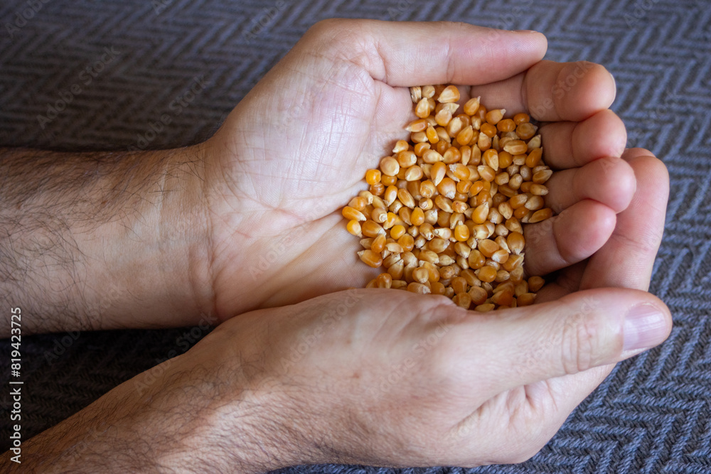 Fototapeta premium Young man showing yellow corn seeds in his hands. Close up picture