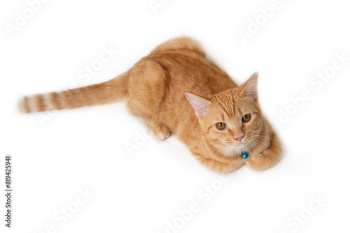 Cute orange cat lies down and looks up overhead.