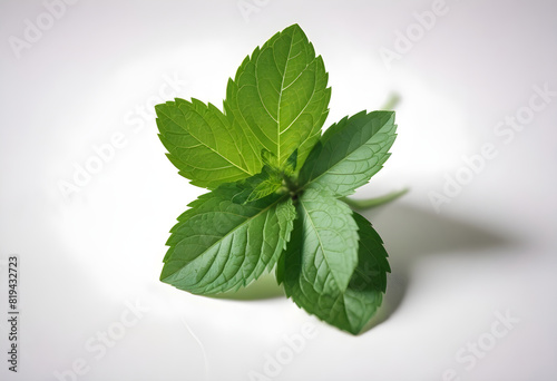 mint leaves on isolated white