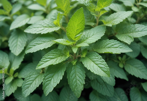 Green mint leaves, close-up view of vibrant foliage with detailed textures and patterns