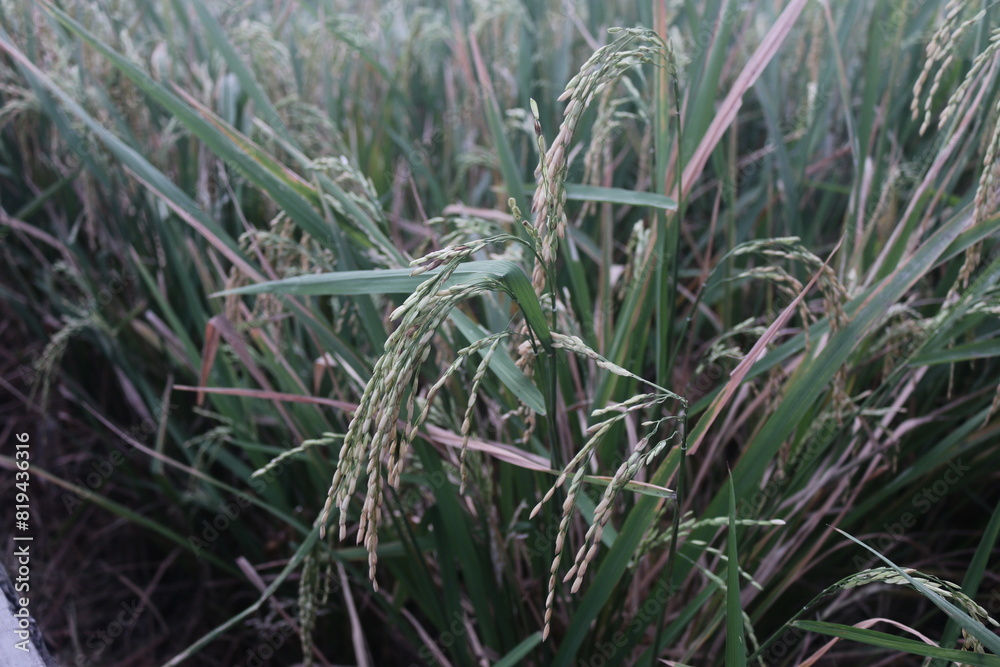 Rice seeds that have started to ripen are ready to be harvested Rice seeds that have started to ripen are ready to be harvested