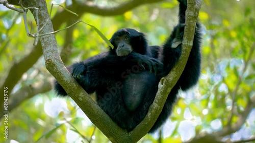 Siamang monkey sitting in a tree in the Taipei zoo photo
