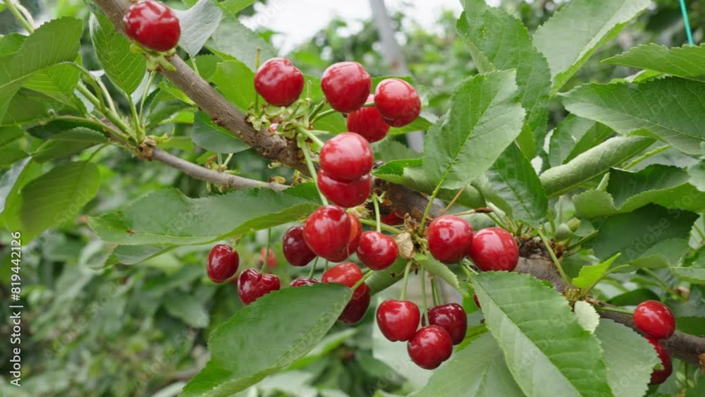 Branch of ripe cherries on a tree in a garden Branch of ripe cherries on a tree in a garden