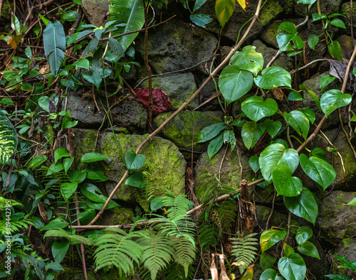 Tropical Green Vines Growing Over an Ancient Stone Structure in the Manoa Rainforest. photo