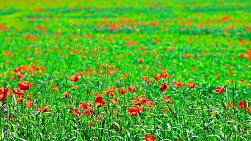 Blooming red poppies populated the whole field with rye swaying in the wind at sunny day. Papaver rhoeas as a weed plant in agriculture. Blooming red poppies populated the whole field with rye swaying in the wind at sunny day. Papaver rhoeas as a weed plant in agriculture.