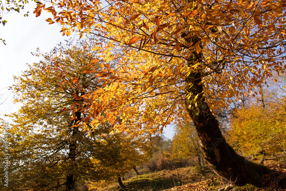 Obraz premium Yellow leaves in the forest on the ground.