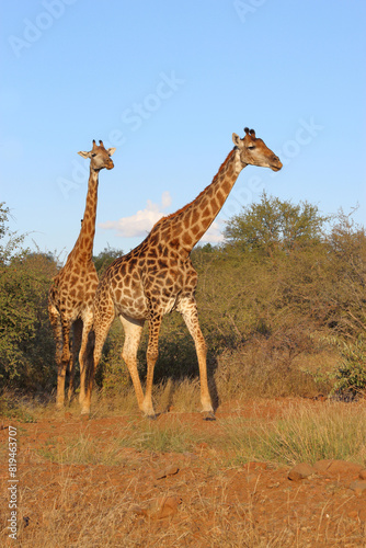 Giraffe   Giraffe   Giraffa camelopardalis