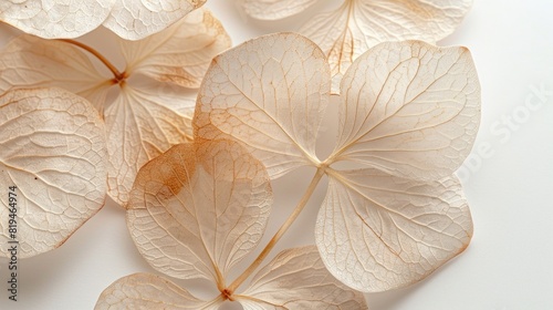 macro closeup of dried dry delicate skeleton leaves petals of hydrangea flowers blooms isolated on white background
