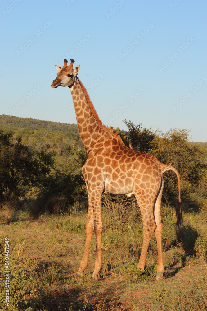 Obraz premium Giraffe / Giraffe / Giraffa camelopardalis
