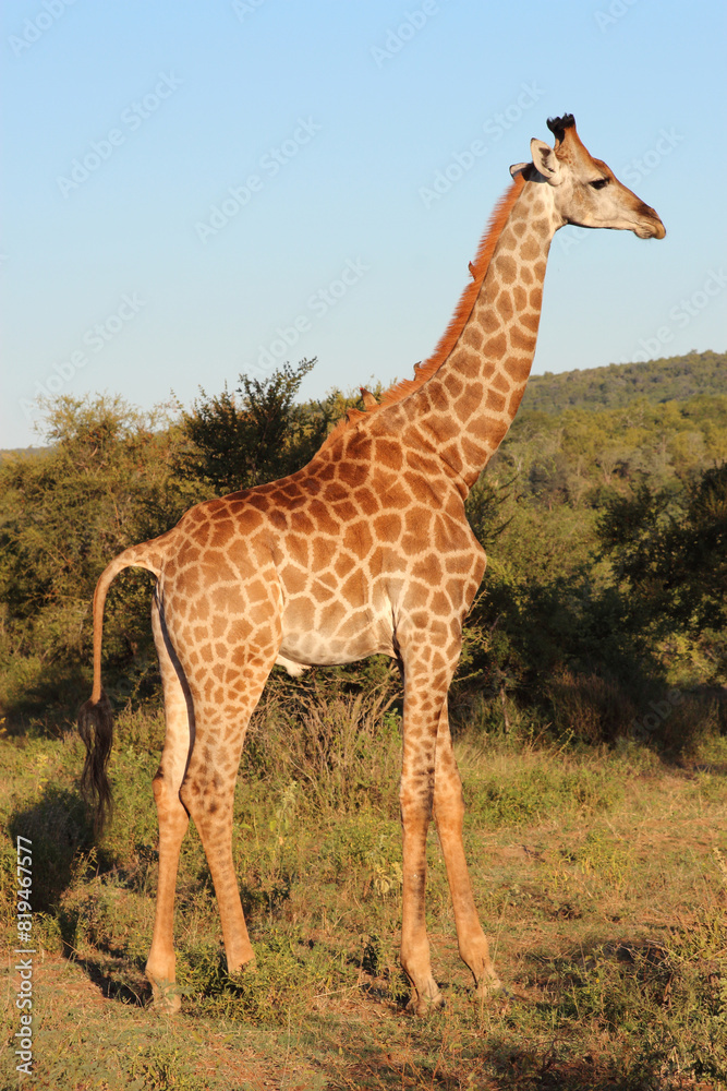 Obraz premium Giraffe / Giraffe / Giraffa camelopardalis