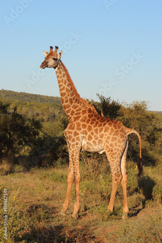 Canvas Print Giraffe / Giraffe / Giraffa camelopardalis