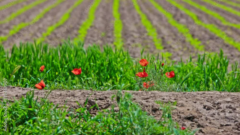 Blooming red poppies on the edge of agricultural field with rows of young green sprouts swaying in the wind at sunny day. Closeup with selective focus. Blooming red poppies on the edge of agricultural field with rows of young green sprouts swaying in the wind at sunny day. Closeup with selective focus.