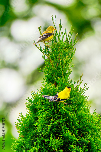 Two goldfinches perched with a bokeh background on a spring morning photo