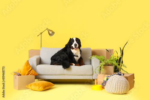 Cute Bernese mountain dog with moving boxes lying on sofa against yellow background photo
