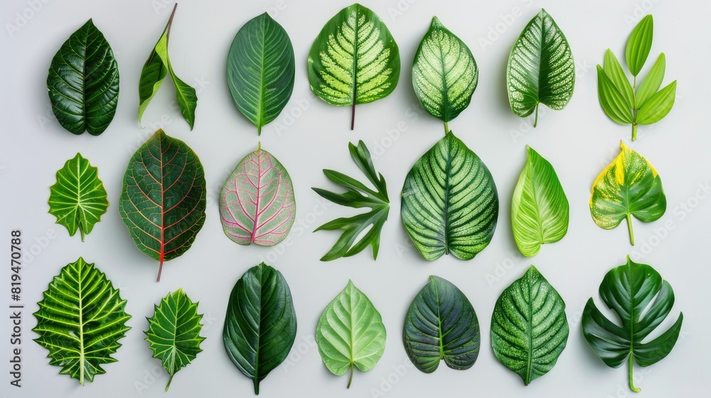 nature botanical leaves on isolated backgrounds nature botanical leaves on isolated backgrounds