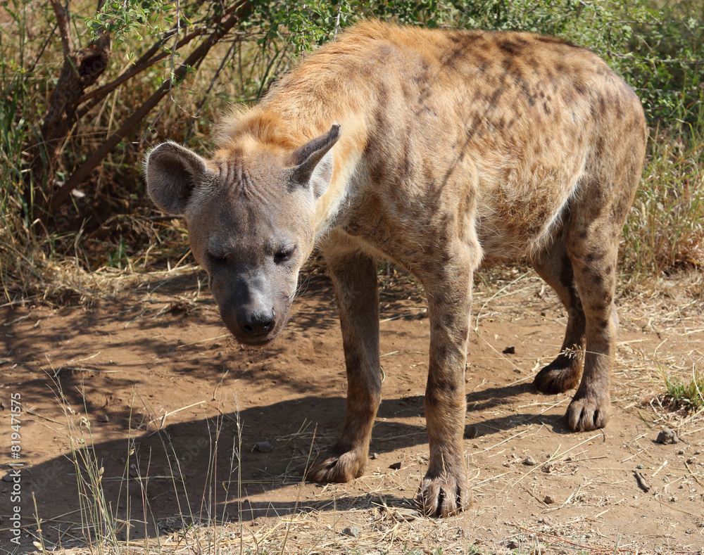 Tüpfelhyäne / Spotted hyaena / Crocuta crocuta Tüpfelhyäne / Spotted hyaena / Crocuta crocuta