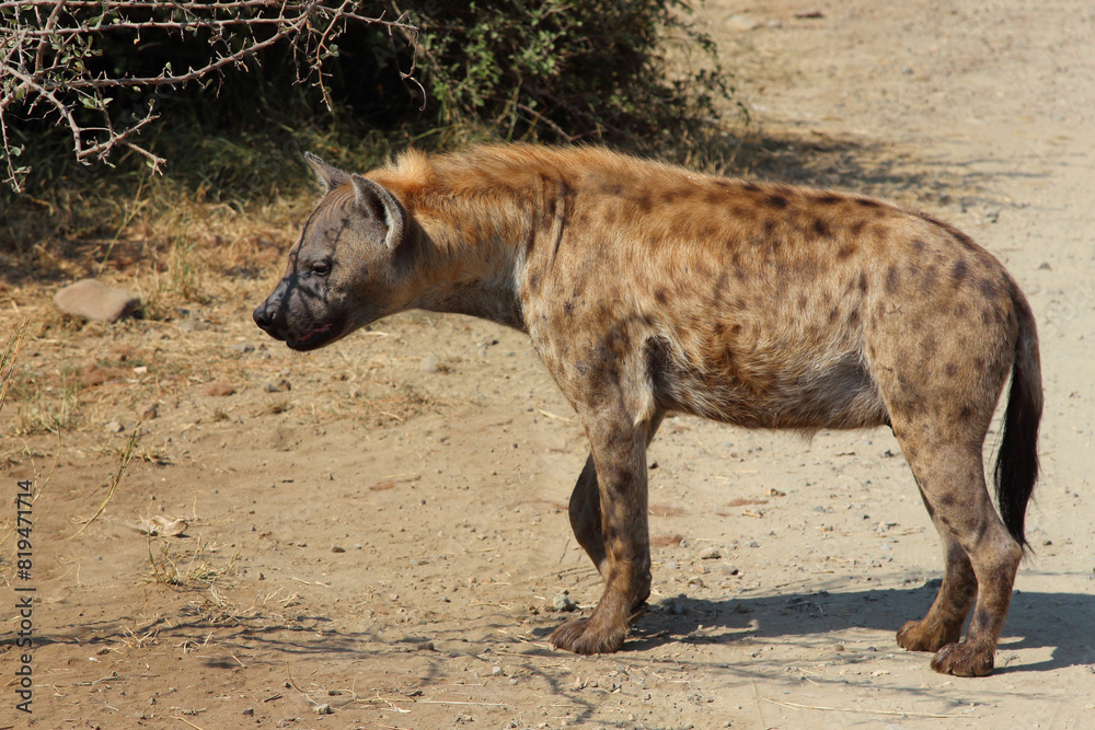 Tüpfelhyäne / Spotted hyaena / Crocuta crocuta Tüpfelhyäne / Spotted hyaena / Crocuta crocuta