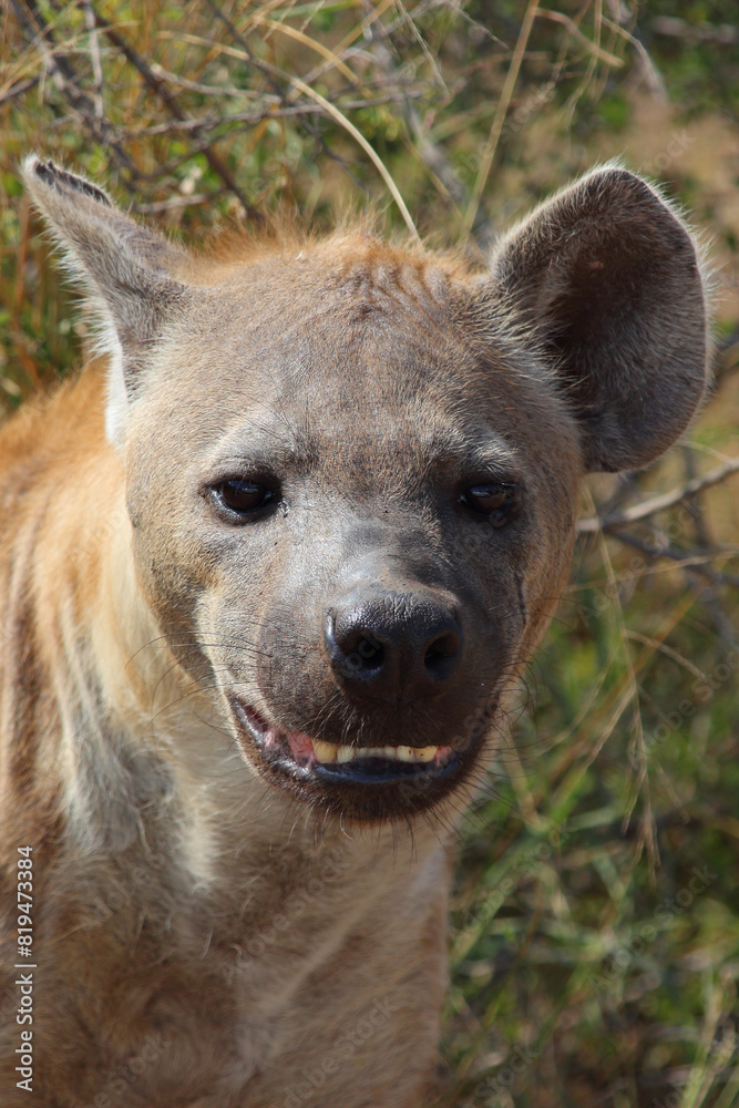 Tüpfelhyäne / Spotted hyaena / Crocuta crocuta Tüpfelhyäne / Spotted hyaena / Crocuta crocuta