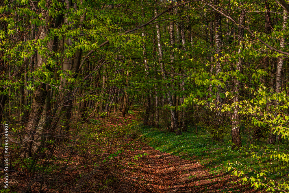 Fototapeta premium Beautiful green summer forest. Spring background, backdrop