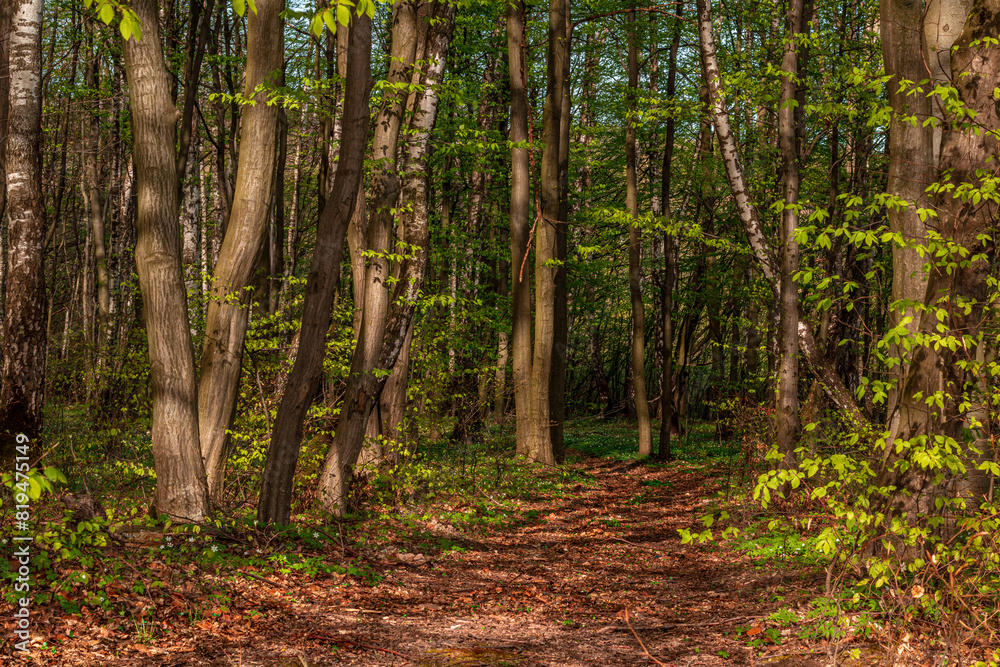 Naklejka premium Beautiful green summer forest. Spring background, backdrop