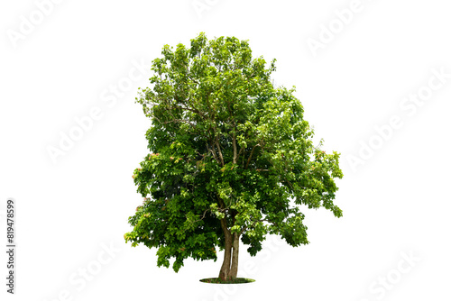 Trees isolated on white background, tropical trees isolated used for design, advertising and architecture