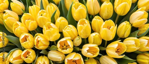 yellow and white tulips on yellow background with space for text