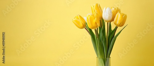 yellow and white tulips on yellow background with space for text