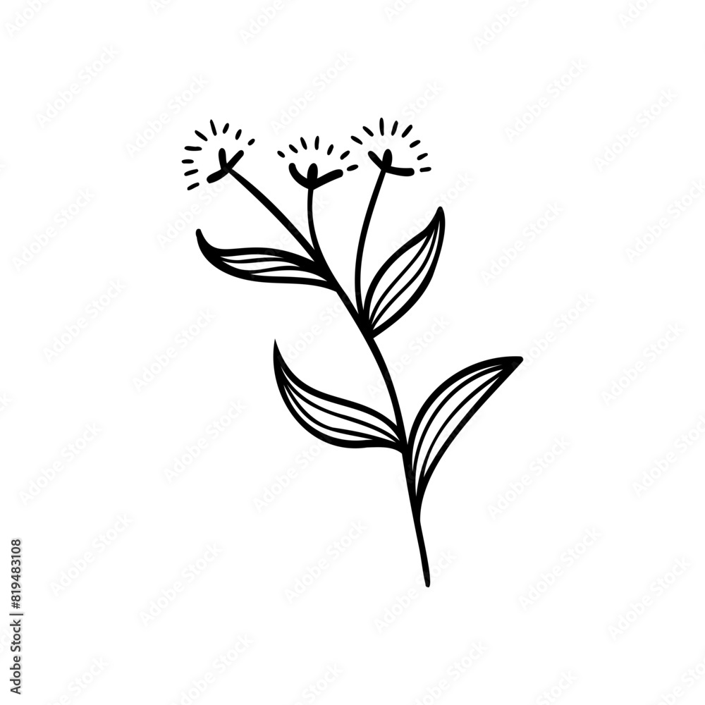 Drawing of Dandelion Drawing of Dandelion