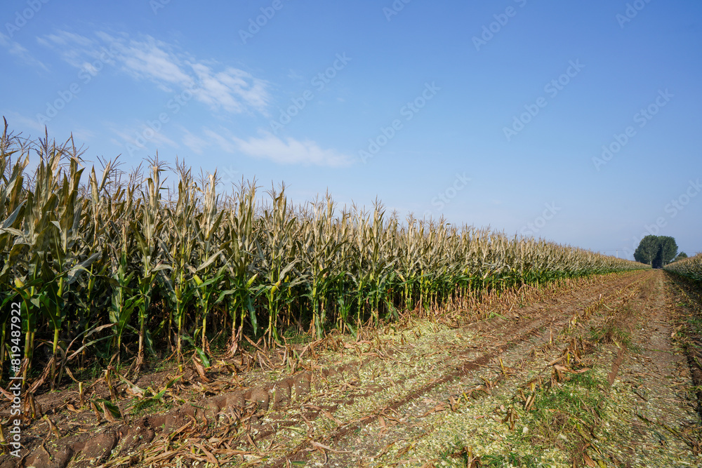 Maize plants growing vigorously in farmland, North China Maize plants growing vigorously in farmland, North China