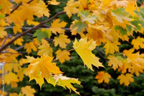 Vibrant yellow autumn leaves on tree branches with a green background  showcasing the beauty of fall foliage in nature.