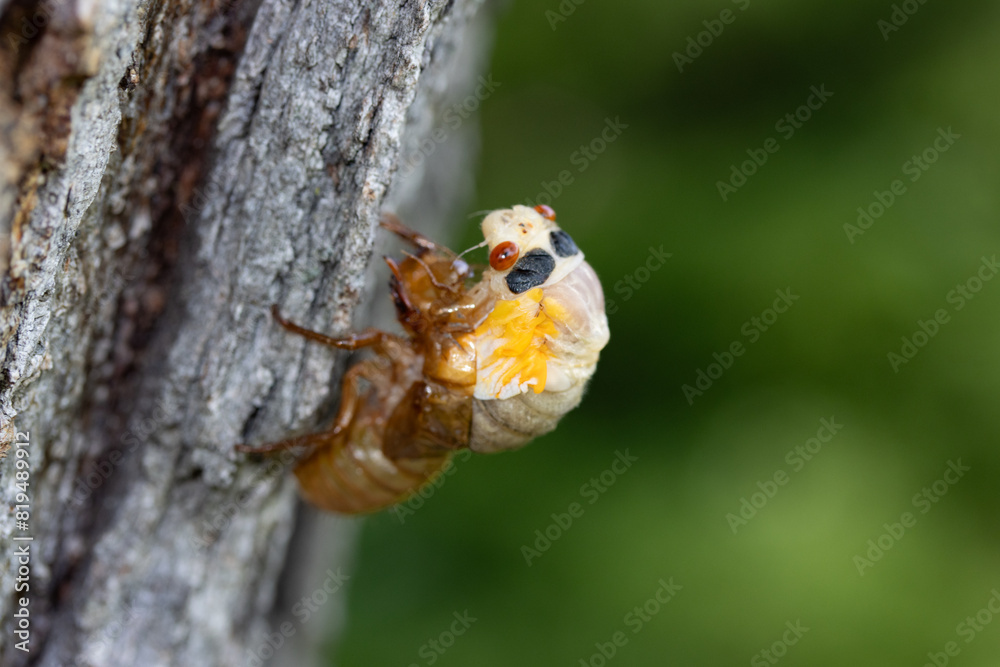 Newly emerged periodical cicada of the Brood XIII 2024 emergence in the Chicago suburbs in Illinois. Newly emerged periodical cicada of the Brood XIII 2024 emergence in the Chicago suburbs in Illinois.