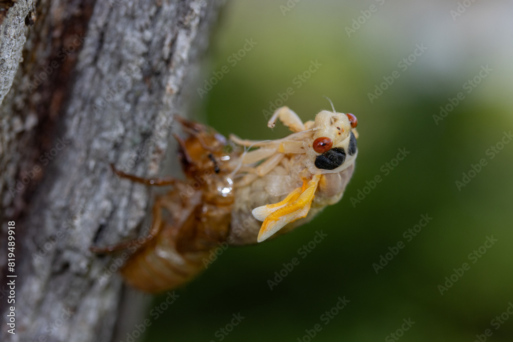Newly emerged periodical cicada of the Brood XIII 2024 emergence in the Chicago suburbs in Illinois. Newly emerged periodical cicada of the Brood XIII 2024 emergence in the Chicago suburbs in Illinois.