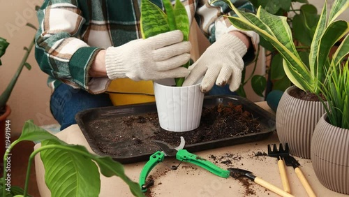 A florist places a sprout of a domestic Sanseveria flower in a flower pot. Care and propagation of flowers and plants, home cultivation.