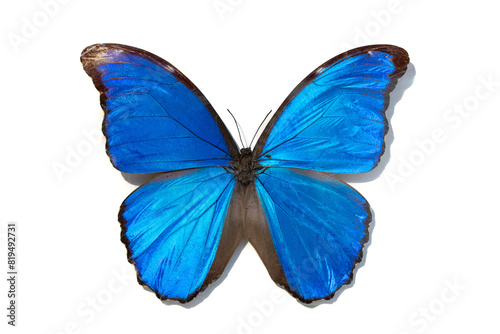 Blue butterfly, Morpho menelaus, isolated on white background. photo
