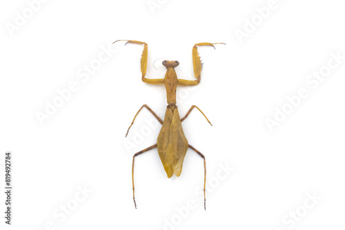 mantis yellow isolated on white background. 