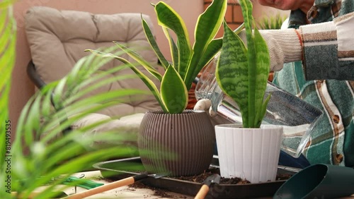 Close-up of a woman watering a homemade sanseveria flower in a flower pot after planting. Care and propagation of flowers and plants, home cultivation.