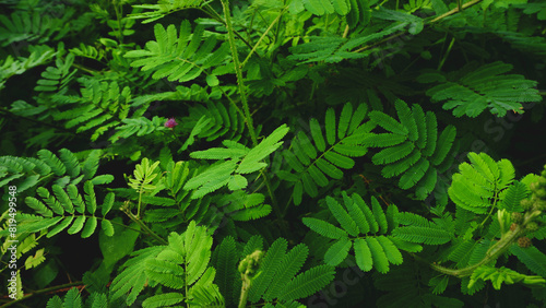 The Putri Malu plant or Mimosa pudica L, a short shrub, has green leaves and closes it self when touched photo