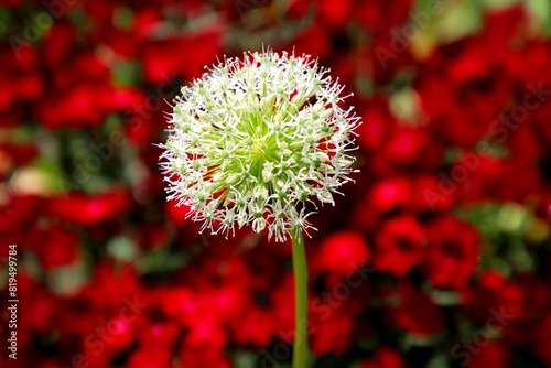 White Giant Onion Bloom Against a Soft Red Floral Backdrop (Allium cepa)