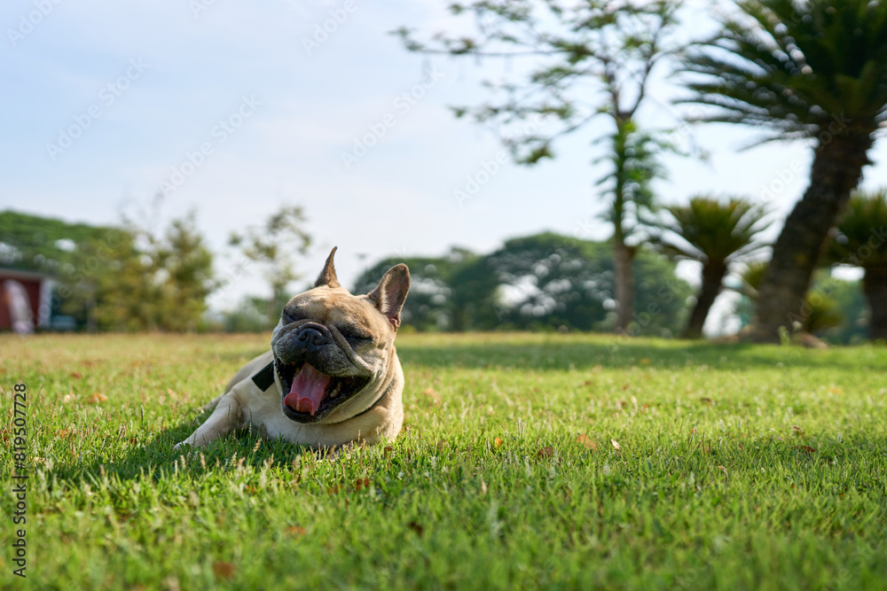 Lying french bulldog on grass field. Lying french bulldog on grass field.