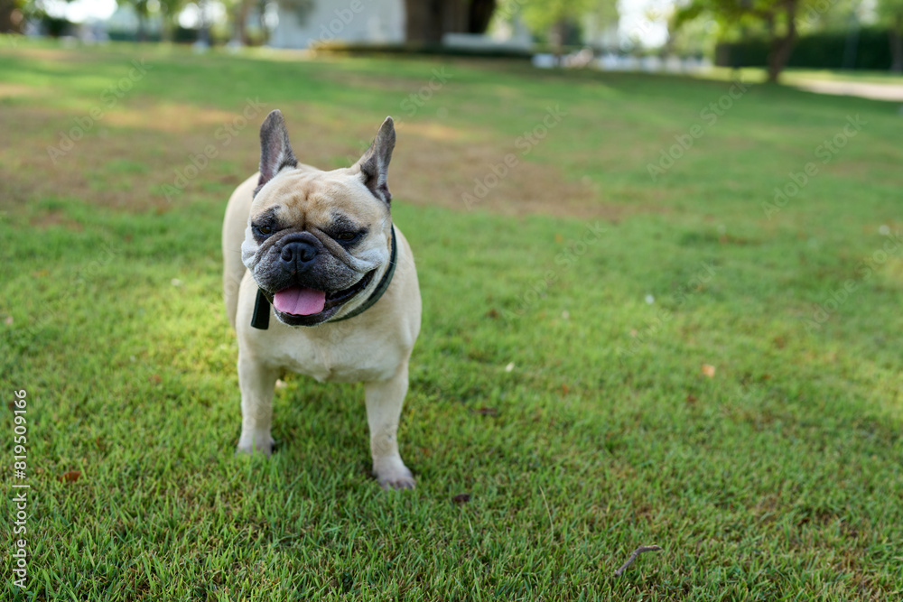 french bulldog puppy standing on the grass