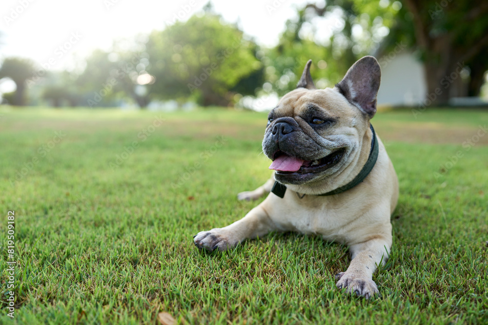 french bulldog on the grass.