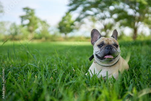 french bulldog lying on grass field in summer.